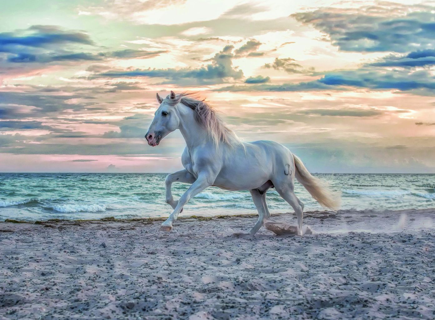 Puzzle - Cheval sur la plage - 500 pcs