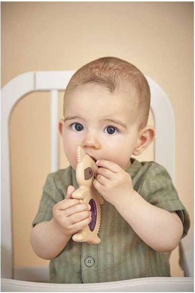 Duo dentition et r&eacute;frig&egrave;re Raton laveur